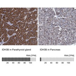 IDH3B Antibody, Novus Biologicals 0.1mL; Unlabeled:Antibodies, Polyclonal